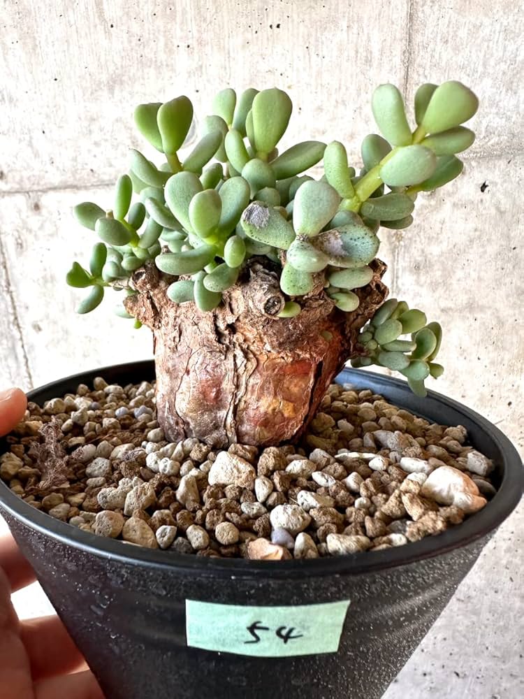 Amazon｜【現品限り】ケラリア・ピグマエア【D54】 Ceraria pygmaea