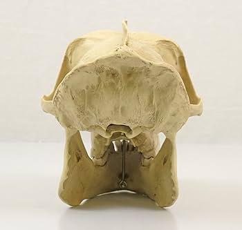 Amazon | ゴリラの頭骨の特徴を忠実に再現，ゴリラの頭蓋骨模型，オス