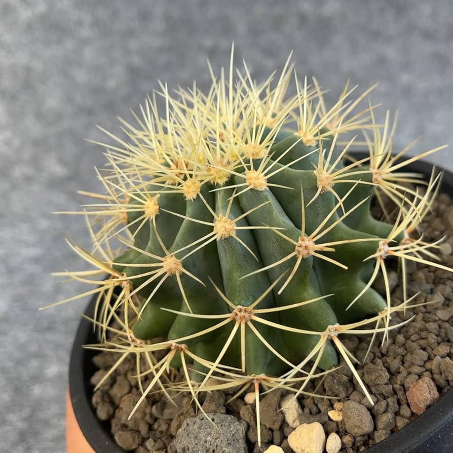 Amazon.co.jp: 鉢ごと発送サボテン 王冠竜(おうかんりゅう) Ferocactus