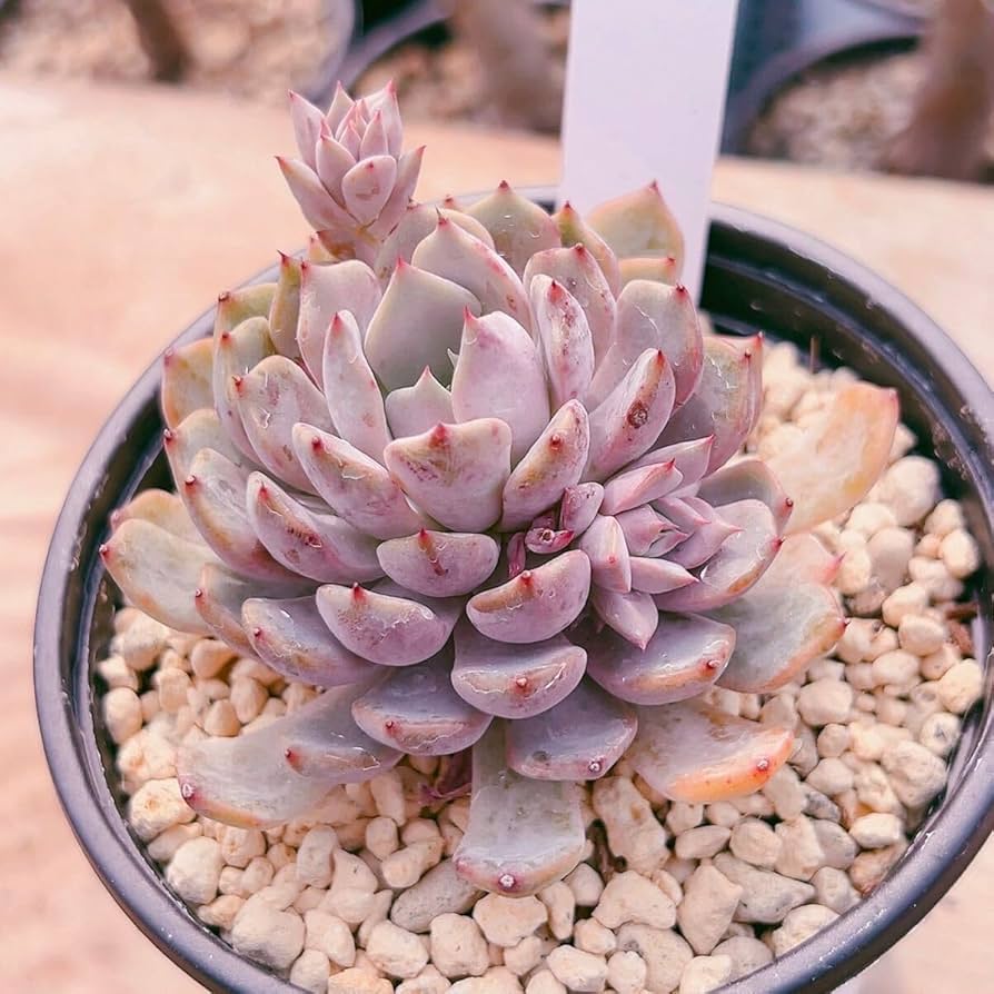 Amazon.co.jp: A！！多肉植物 レア苗 スタージェイ 大苗 665 2 韓国苗