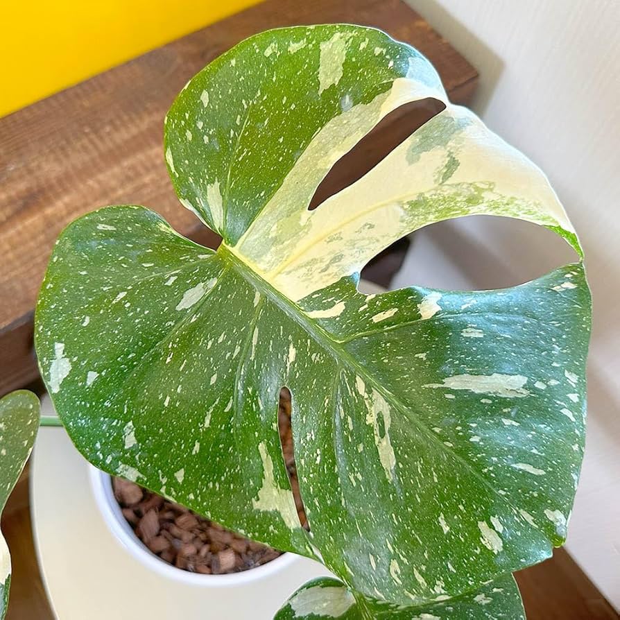 Amazon.co.jp: 観葉植物 希少品種 モンステラ デリシオーサ タイ