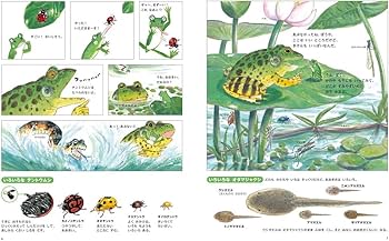 Amazon.co.jp: カエルくんのだいはっけん! : 松岡 達英, 松岡 達英: 本