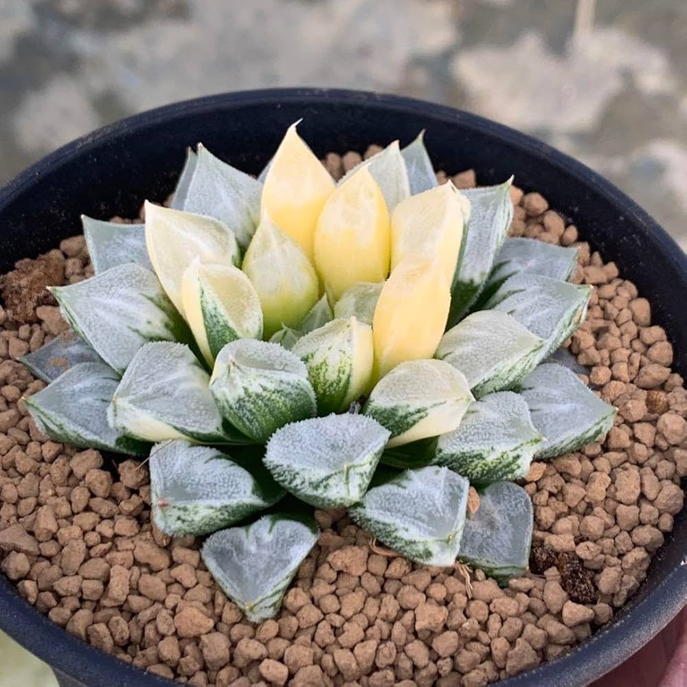 Amazon｜多肉植物 ハオルチア ラブハート錦 大株 サービス｜観葉植物