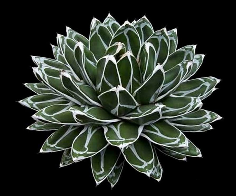 Amazon｜【種子】Agave Victoriae-Reginae Compact Form◇アガベ