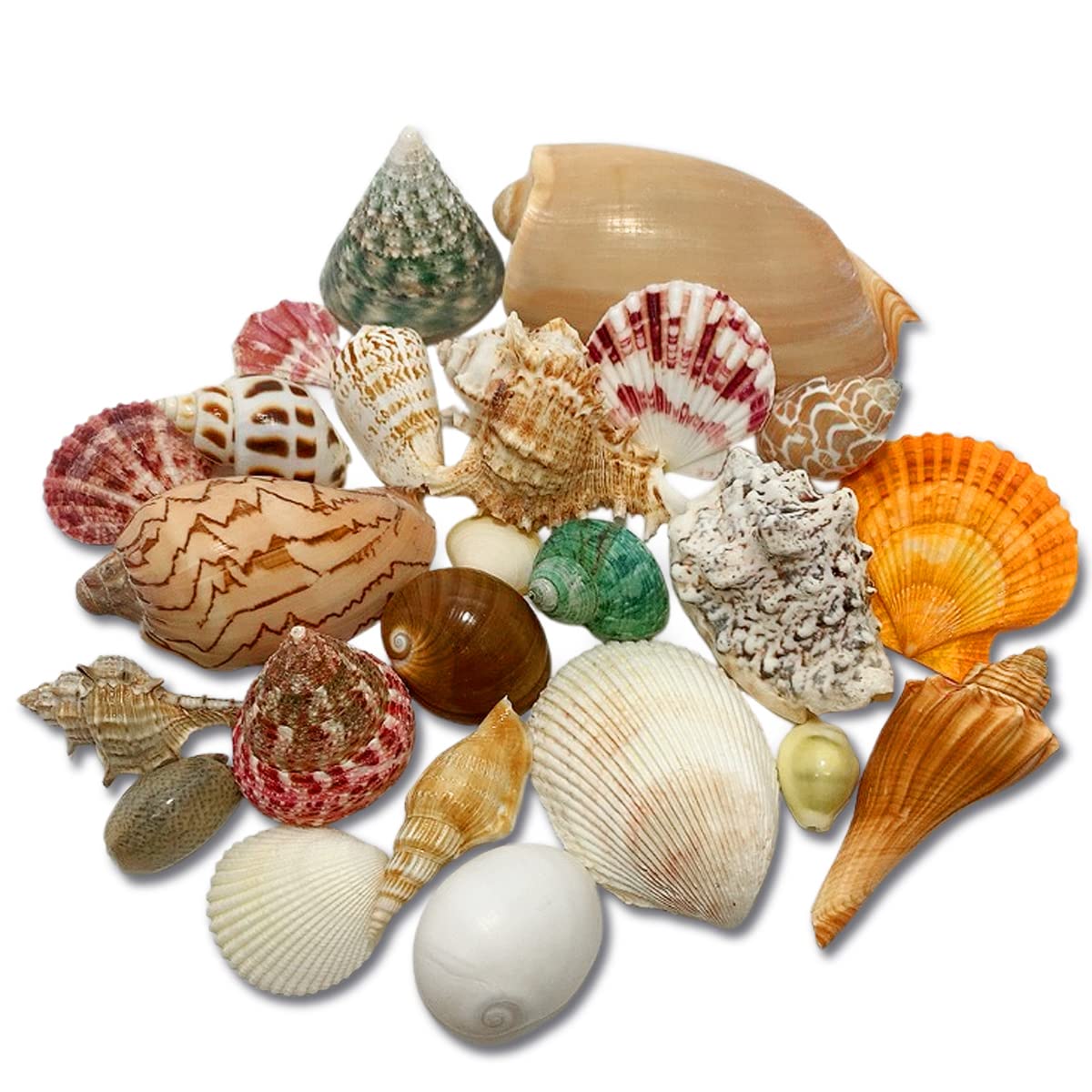 Amazon.co.jp: エデンの貝殻 海の贈り物 ワクワク いろんな大きな貝殻
