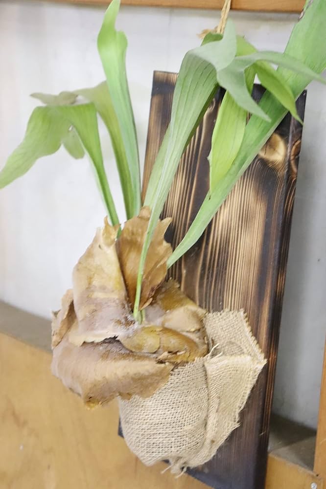 Amazon｜PURIZA 希少植物 ビカクシダ (コウモリラン) 板付け仕立て