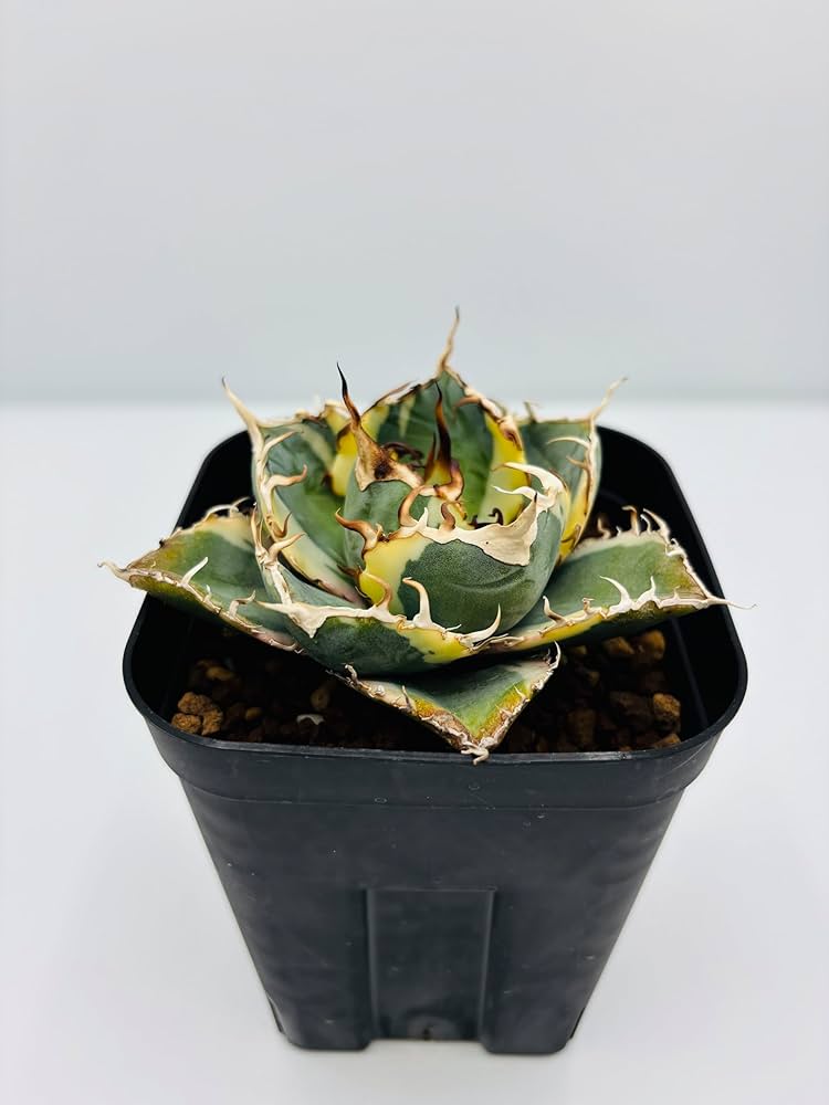 Amazon｜アガベ チタノタ 白鯨 (ハクゲイ)/ Agave titanota 'White