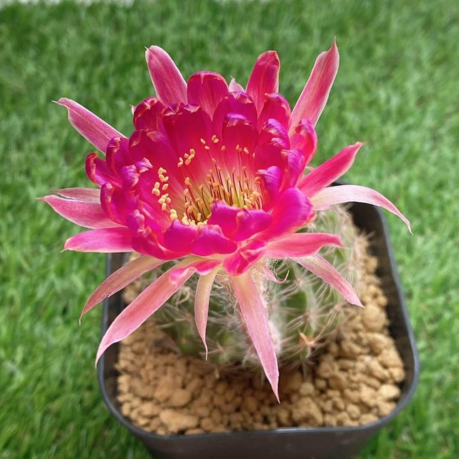 Amazon.co.jp: ピンク花！多肉植物 花サボテン ロビビア エキノプシス