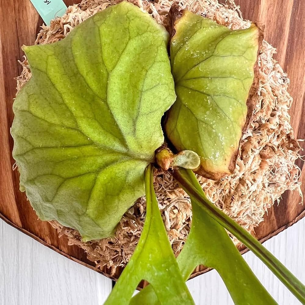 Amazon.co.jp: 【おしゃれな壁掛け観葉植物】ビカクシダ リドレイ 板付