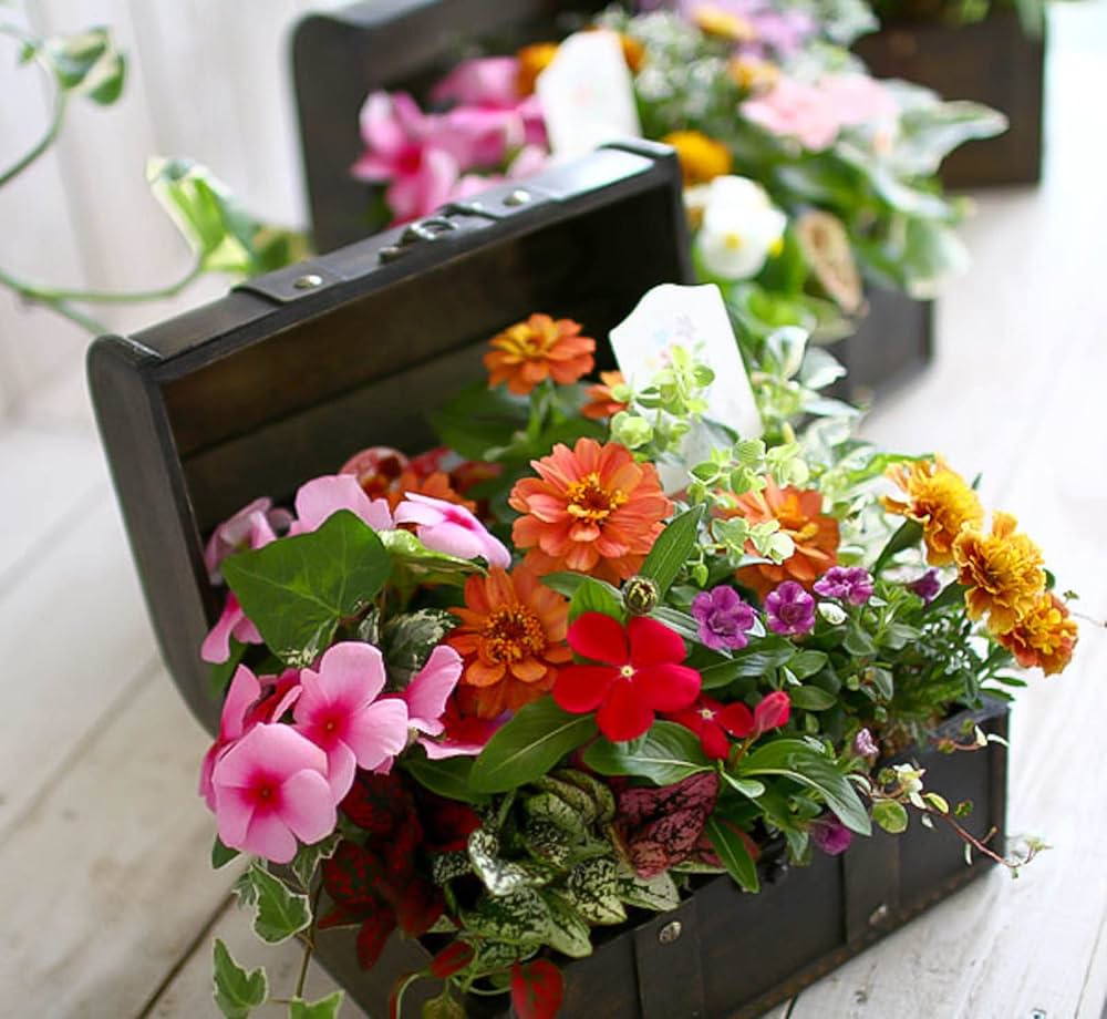 Amazon.co.jp: 「おまかせプレミア寄せ植え in トレジャーBOX～Sサイズ