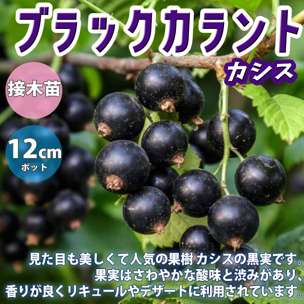 Amazon.co.jp: カシスの苗木 品種：ブラックカーラント(黒房スグリ