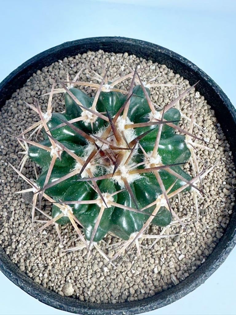 Amazon.co.jp: ディスコカクタス ギガンティア Discocactus gigantea
