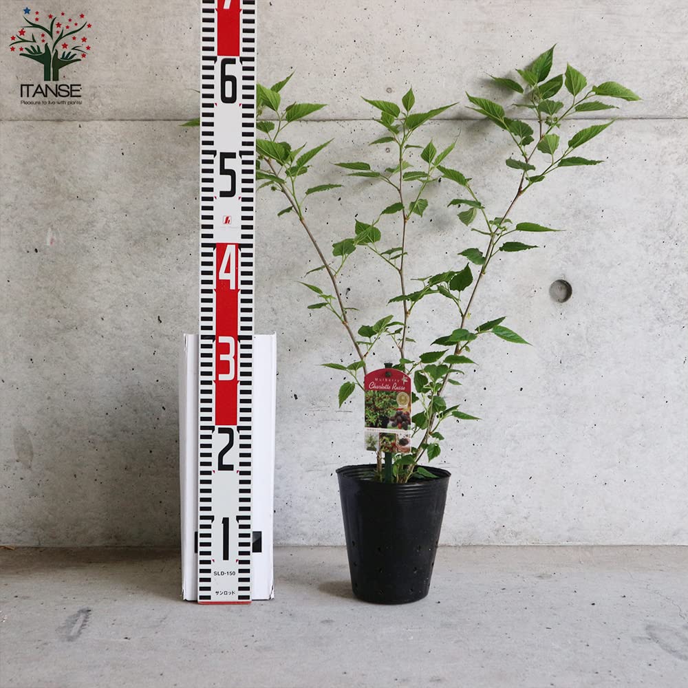 Amazon.co.jp: 四季成り豊産種マルベリー・シャルロットリュス 5号