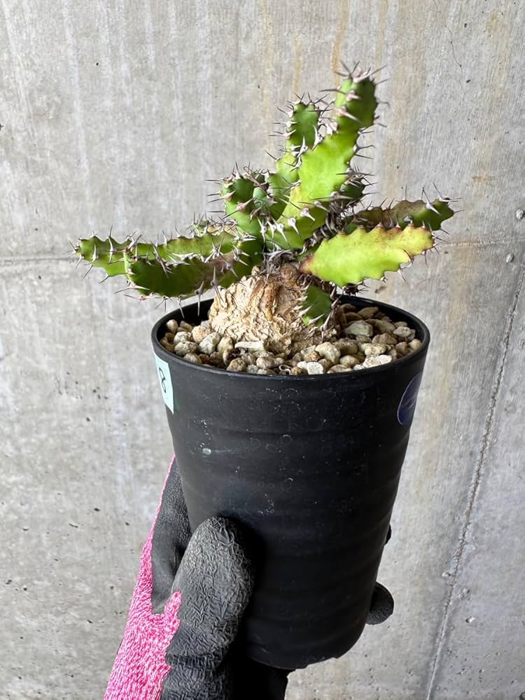 Amazon｜【現品限り】ユーフォルビア・スクアローサ 奇怪ヶ島 2年ほど