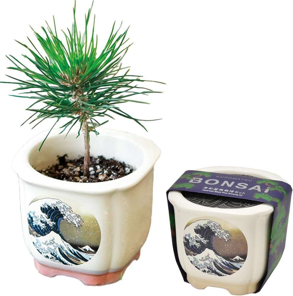 Amazon｜聖新陶芸 春/秋の 手のひら庭園 まめ盆栽 盆栽キット ミニ