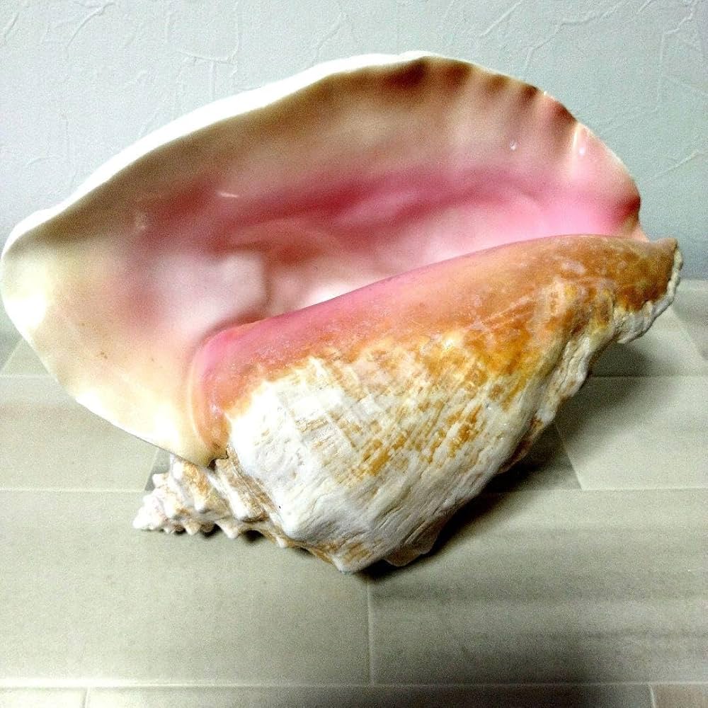 Amazon.co.jp: 超特大27cm 1.6kg 特上品 ピンク貝 コンク貝殻 置物