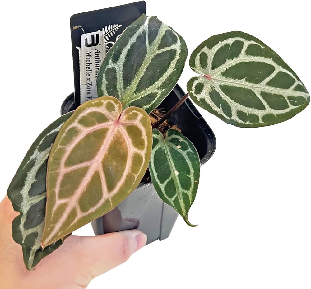 Amazon｜アンスリウム ミシェルxザラ F3 3.5号 水苔管理 アーバン