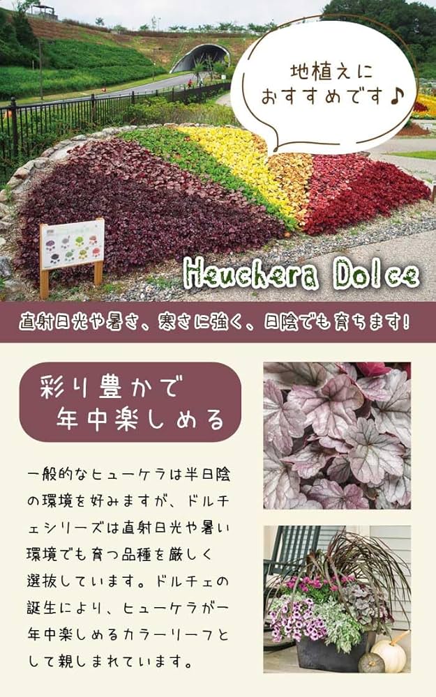 Amazon.co.jp: ヒューケラ ドルチェ 人気 苗 カラーリーフ【シルバー