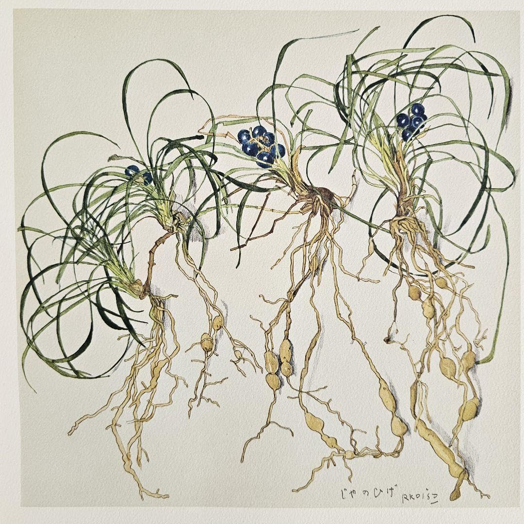 Amazon.co.jp: 初版 薬用植物画譜 小磯良平 刈米達夫 日本臨牀社