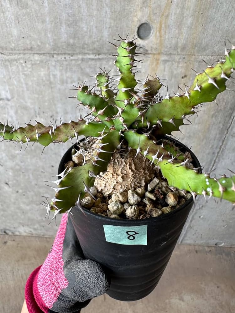 71UvhLkKEBL._AC_UF1000,