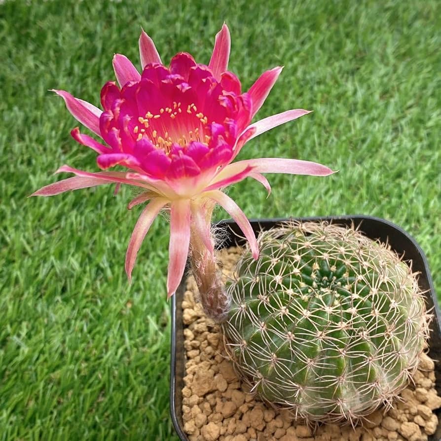 Amazon.co.jp: ピンク花！多肉植物 花サボテン ロビビア エキノプシス