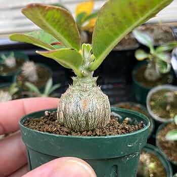 Amazon｜パキポディウム ウィンゾリー 実生 まん丸 塊根植物