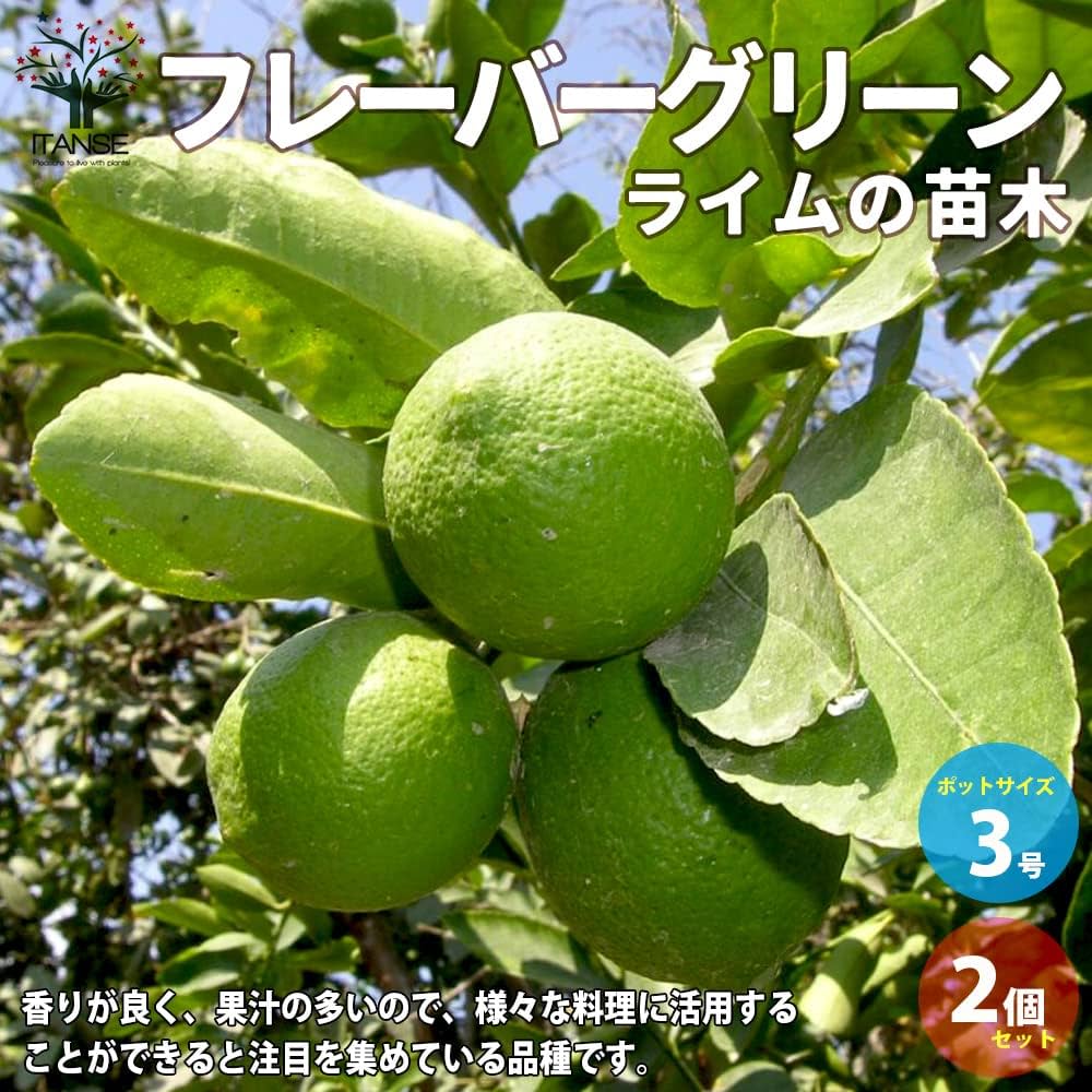 71VOOeW2oPL._AC_UF1000,