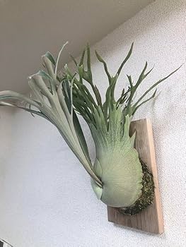 Amazon.co.jp: P. veitchii wild Australia ビカクシダ ベイチー 子株