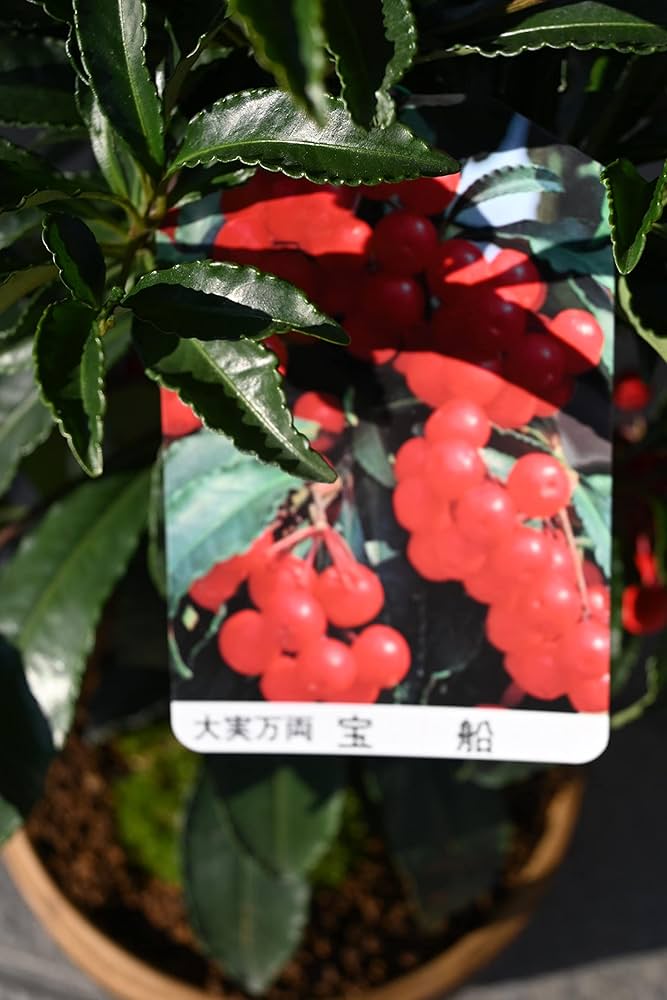 Amazon.co.jp: 縁起の良い鉢花盆栽 万両盆栽 : DIY・工具・ガーデン