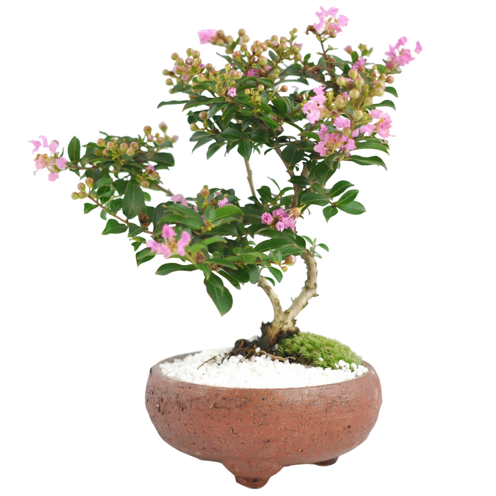Amazon.co.jp: 盆栽妙 サルスベリ 百日紅 ヒャクジツコウ ミニ盆栽 花