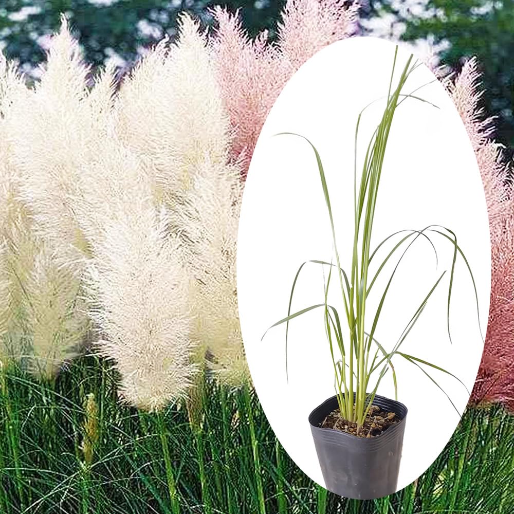 Amazon｜パンパスグラス ポット苗 【 ピンク 】シロガネヨシ 白銀葦