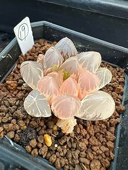 Amazon｜ハオルチア 多肉植物 白蓮オブツーサ錦 糊斑｜観葉植物