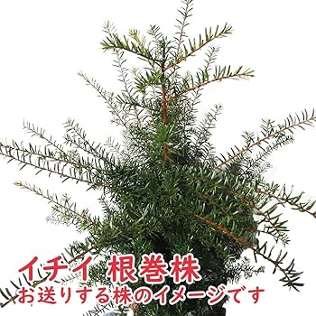 71XPU3hTcLL._AC_UF350,