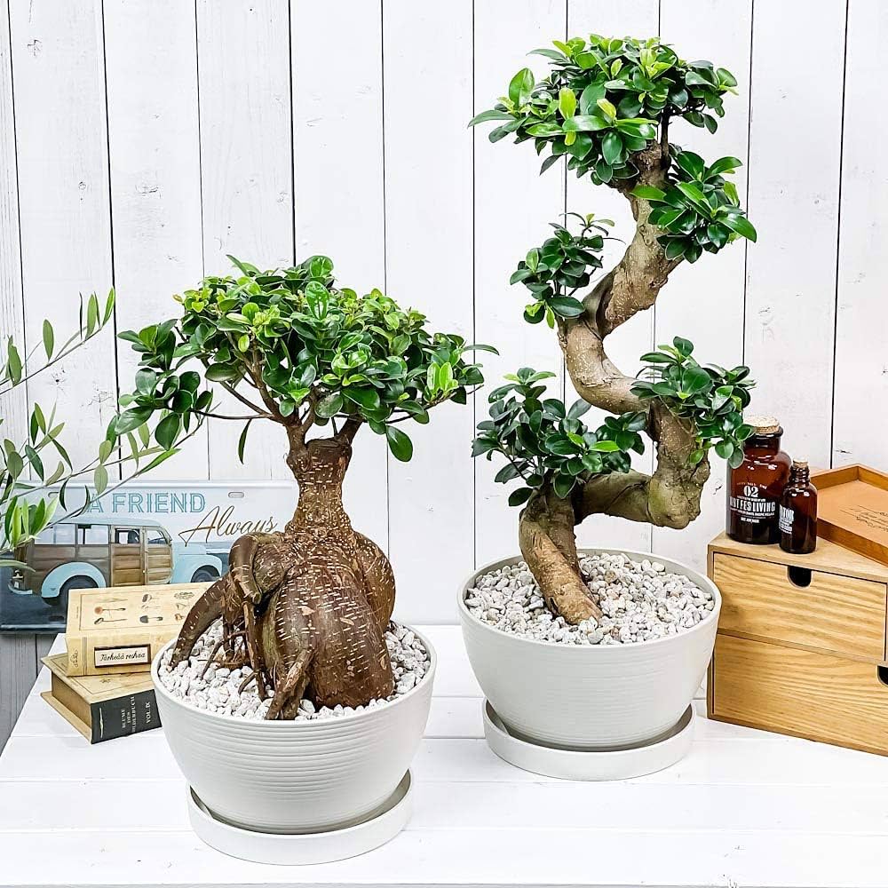 Amazon.co.jp: PLANCHU 観葉植物 ガジュマル 昇り竜＆太幹 2鉢セット 8