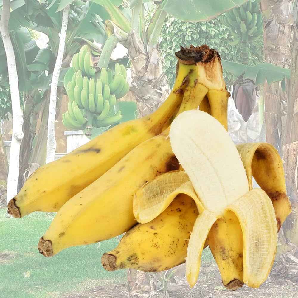 Amazon.co.jp: 果樹苗 耐寒性バナナ ドワーフナムワーハーディ 1株