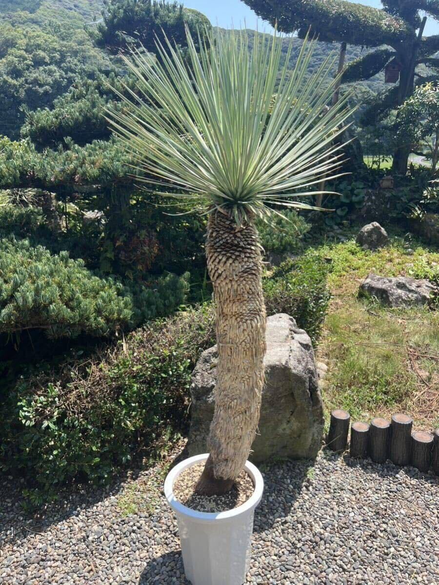 Amazon.co.jp: 2ヘッド 大型 曲がり 1m62cm 太株 ユッカ ロストラータ