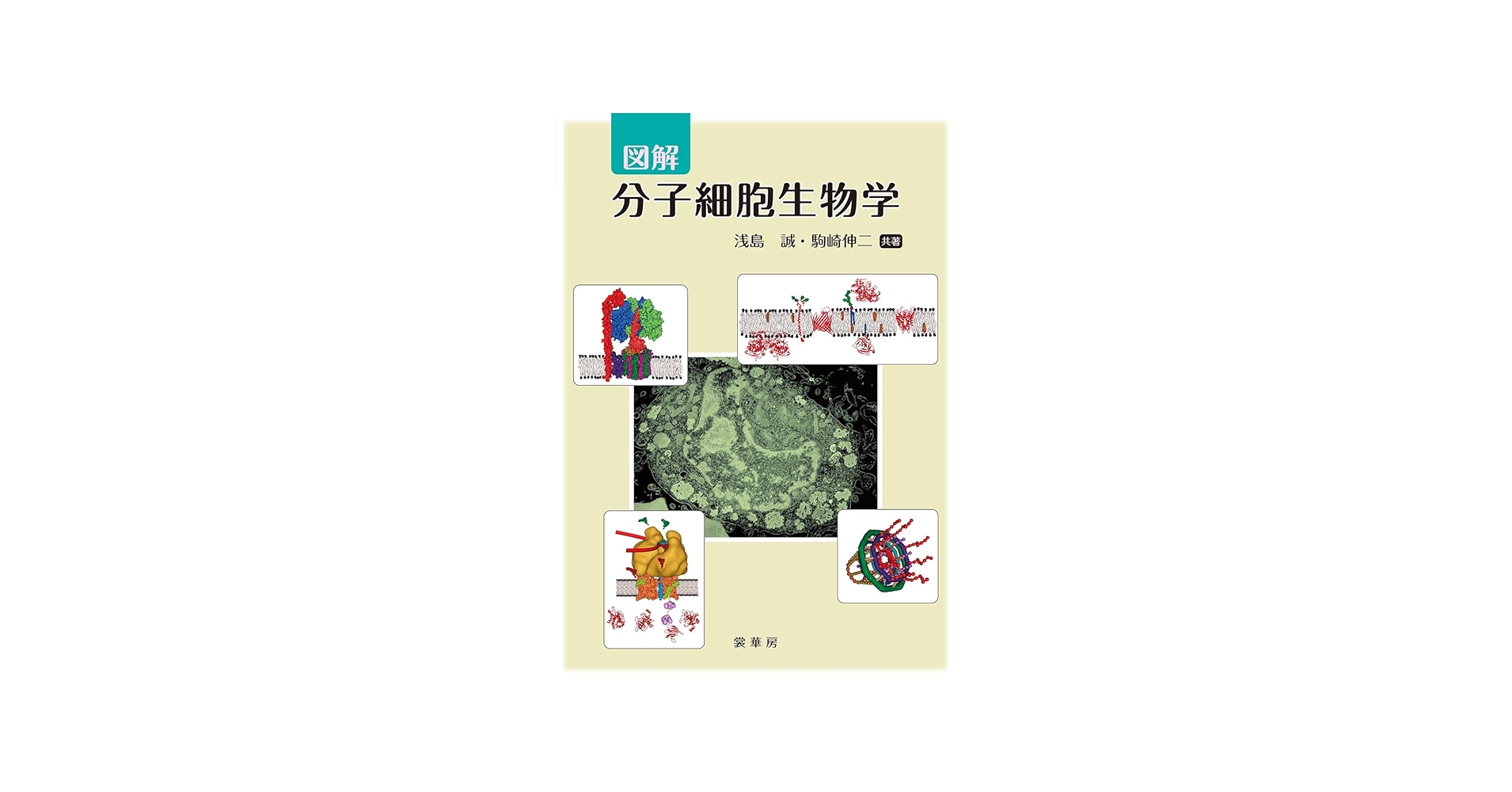 図解 分子細胞生物学 | 浅島 誠, 駒崎 伸二 |本 | 通販 | Amazon