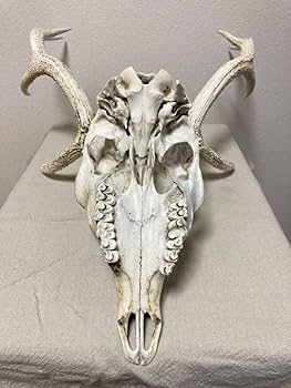 Amazon | シカの角鹿の角頭蓋骨付雄鹿ニホンジカハンティング