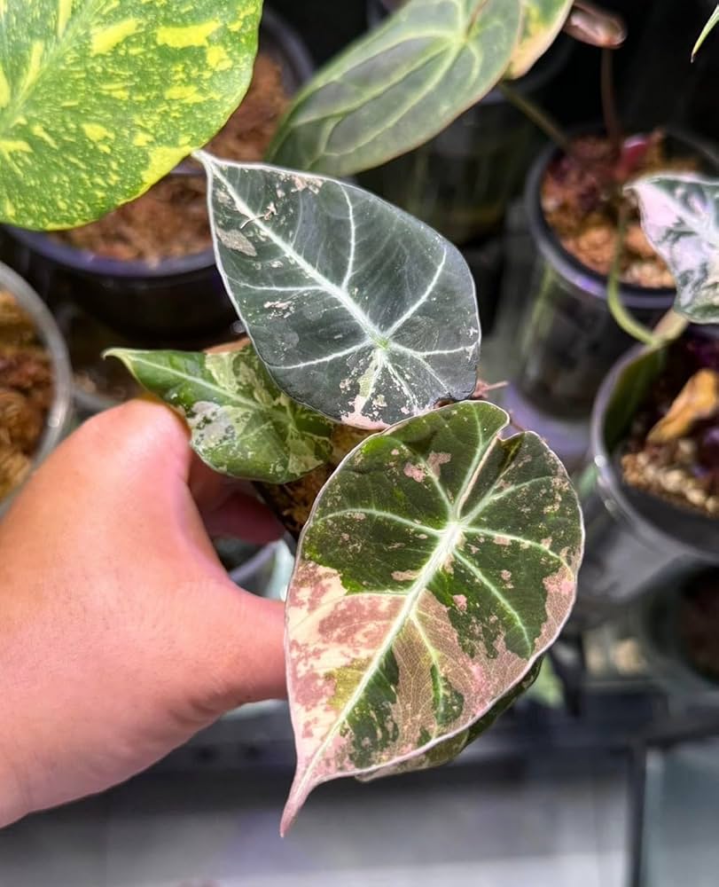 Amazon｜アロカシア ブラックベルベット, ピンク斑入り観葉植物