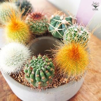 Amazon｜ITANSE 多肉寄せ植え サキュレントリース 3号 1個売り