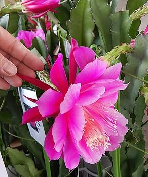 71aRqHqRL3L._AC_UF350,