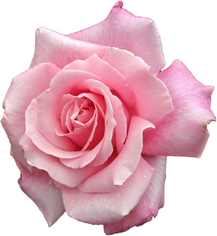 Amazon | バラ苗 桃香（ももか） 国産新苗4号ポリ鉢 ハイブリッド