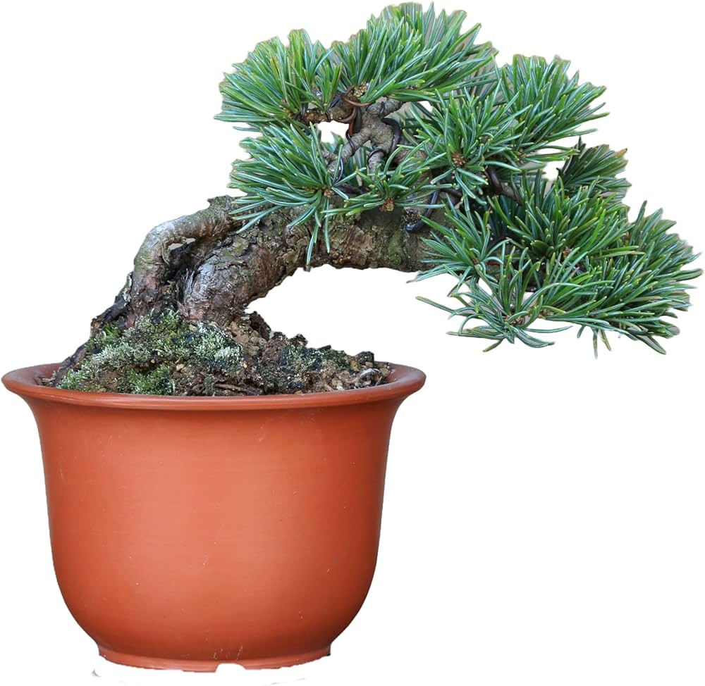 Amazon.co.jp: ノーブランド品八房五葉松『明星』小品盆栽・ミニ盆栽