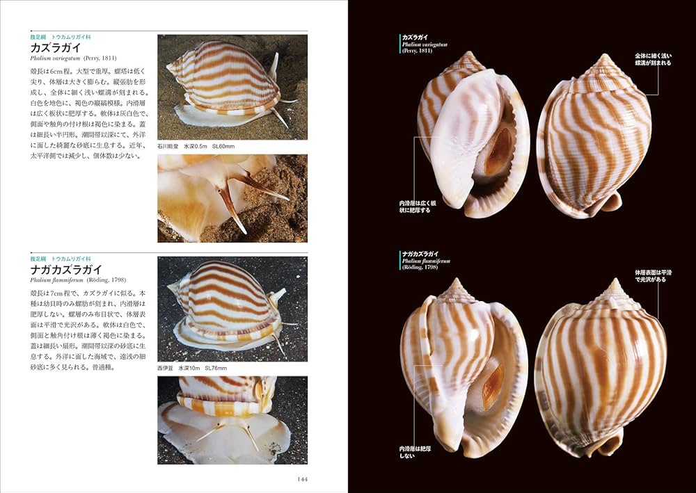 日本の貝: 温帯域・浅海で見られる種の生態写真+貝殻標本 (ネイチャー
