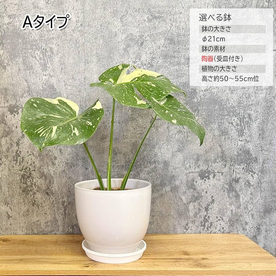 Amazon.co.jp: 観葉植物 希少品種 モンステラ デリシオーサ タイ