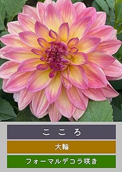 Amazon.co.jp: 未発芽ダリア球根セット【予約販売】11月出荷予定分 (4