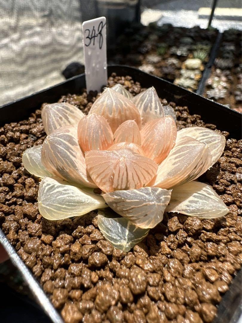 Amazon.co.jp: ハオルチア 多肉植物 紫王オブツーサ錦糊斑 自家繁殖