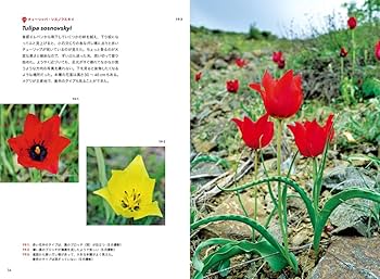 71iSlaTSseL._AC_UF350,