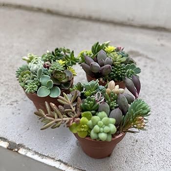 Amazon.co.jp: 多肉植物 寄せ植えセット カット苗 土 植木鉢のセット