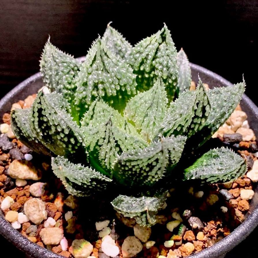 Amazon.co.jp: ハオルチア 闇の森 ハオルシア多肉植物 抜き苗発送